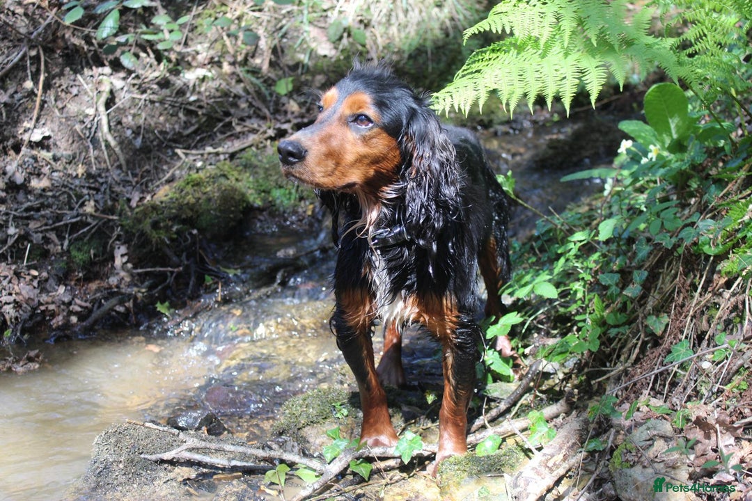 Cocker Spaniel dogs for sale: Expecting Litter of Pedigree Working Cockers - Image 2