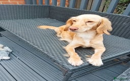 Cocker Spaniel dogs for sale: Cocker spaniel puppies for sale  - Image 28