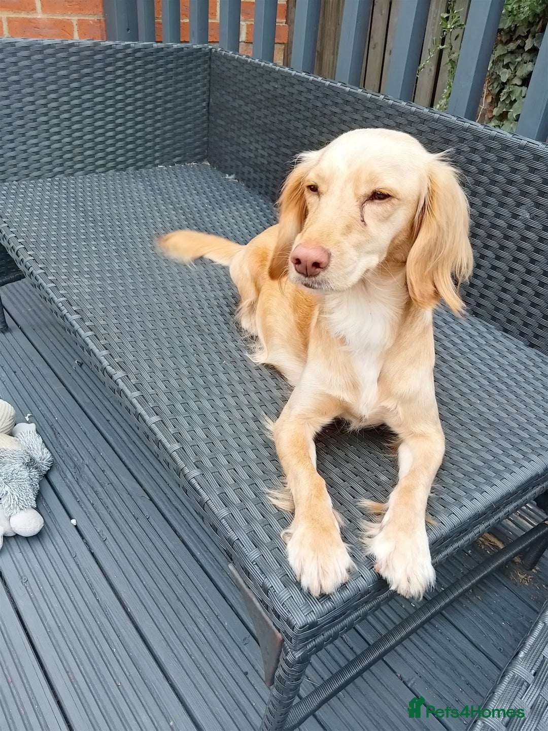 Cocker Spaniel dogs for sale: Cocker spaniel puppies for sale  - Image 28