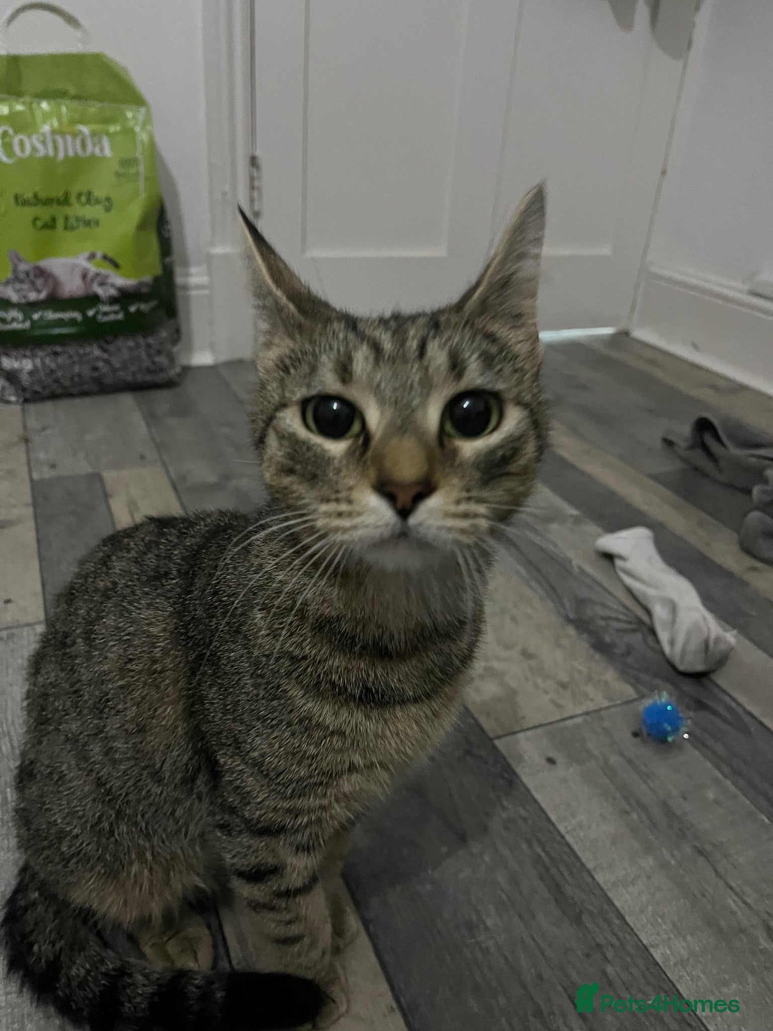 Mixed Breed cats 3 cuddly kittens for rehome - Advert 2