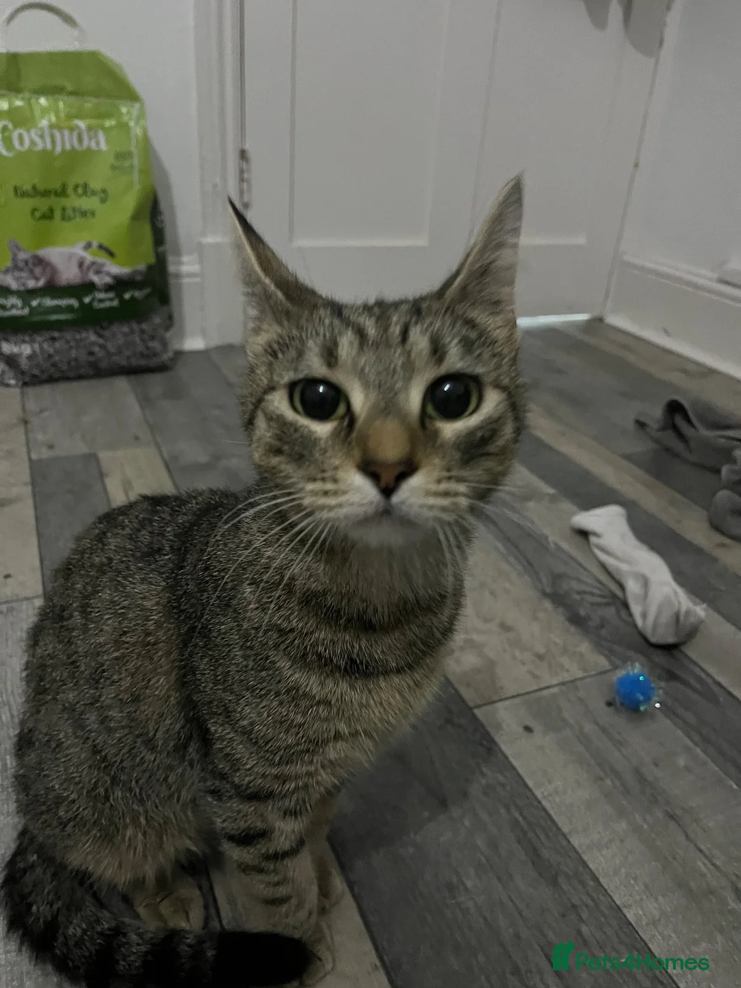 Mixed Breed cats for sale: 3 cuddly kittens for rehome - Advert 1