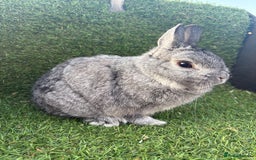 Netherland Dwarf rabbits for sale: Pure Netherland dwarfs  - Image 2