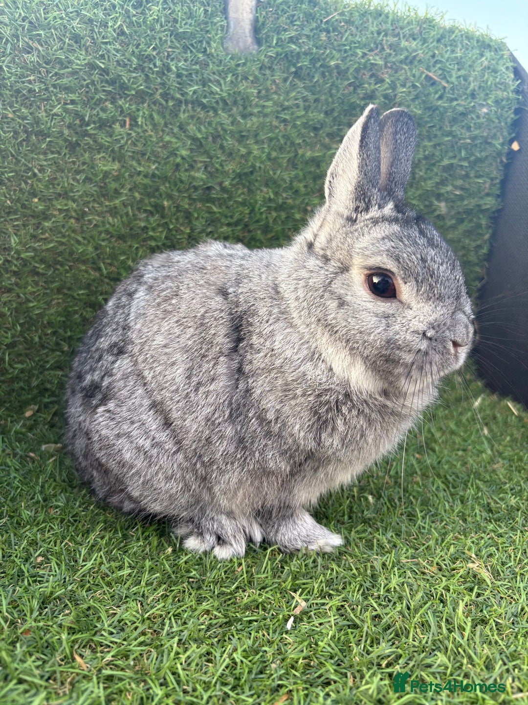 Netherland Dwarf rabbits for sale: Pure Netherland dwarfs  - Image 2