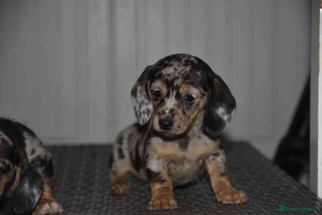Dachshund dogs for sale: Super cute dachshund puppies - Advert 3