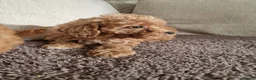 Schnoodle dogs for sale: Schooled boys💙 - Advert 4
