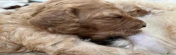 Cockapoo dogs for sale: X6 Cockapoo Puppies in Swindon - Advert 4