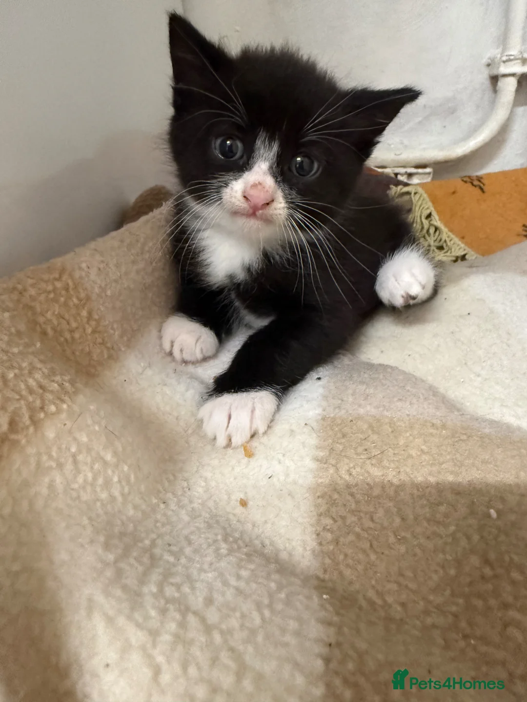 Russian Blue cats for sale: 4 almost identical black and white kittens in Derby - Advert 1