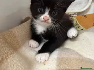 Russian Blue cats 4 almost identical black and white kittens - Advert 3