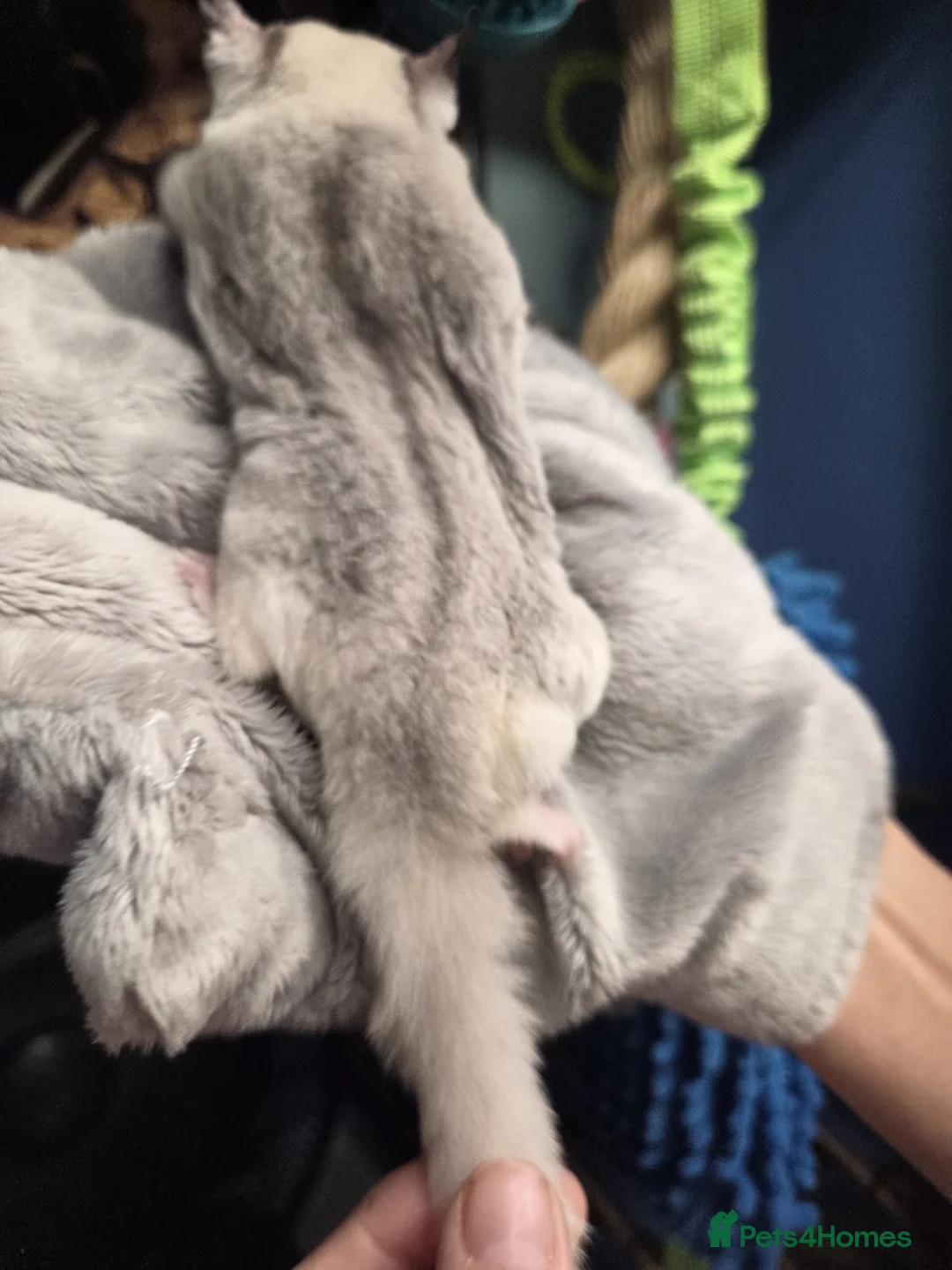 Sugar Glider rodents for sale: Sugar Glider Baby Boys Boy Males Pedigree - Advert 7