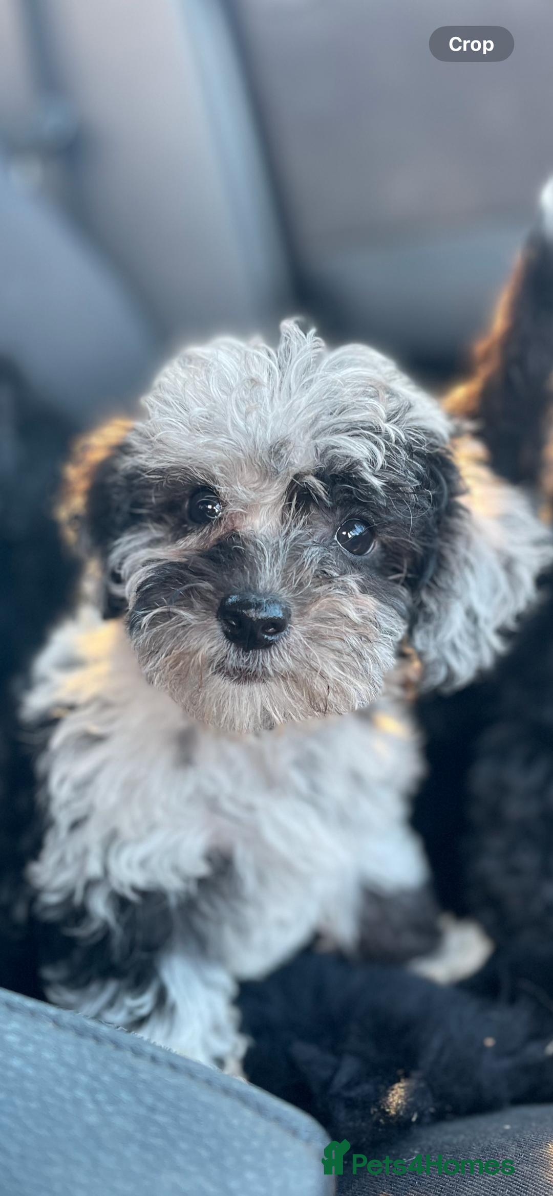 Jackapoo dogs for sale: Jackapoo  - Image 13
