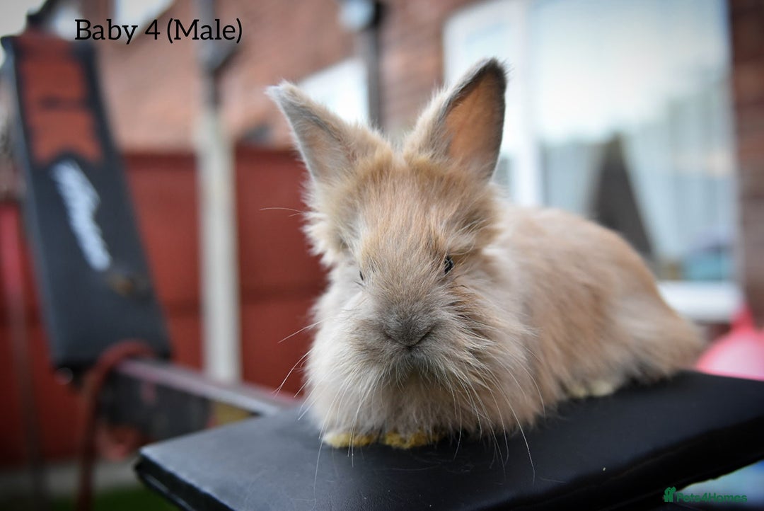 Angora rabbits for sale: French Imported Pedigree English Angoras - Advert 26