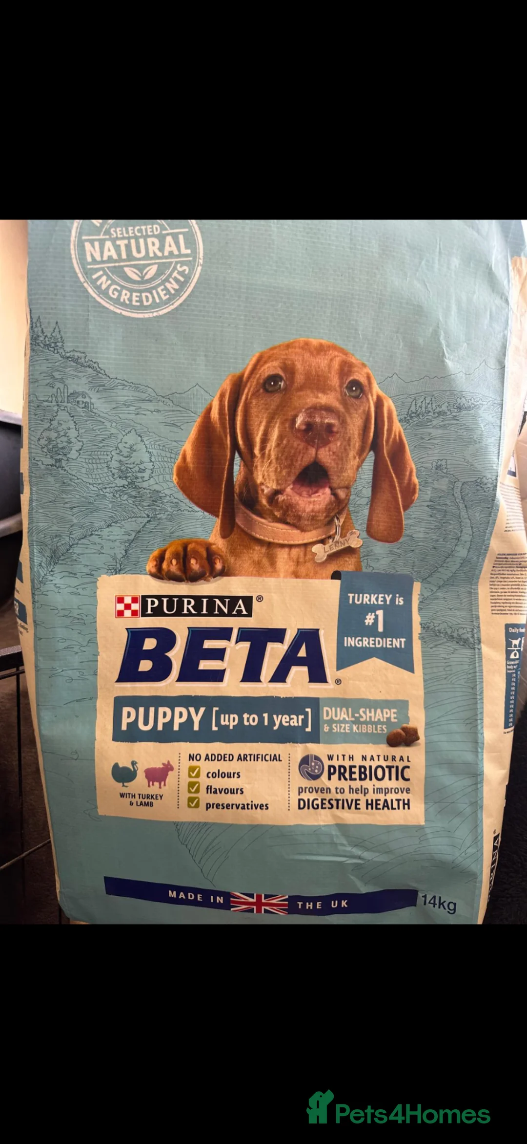 Cockapoo dogs for sale: F1 Cockapoos ..5🌟licenced breeder - Advert 9