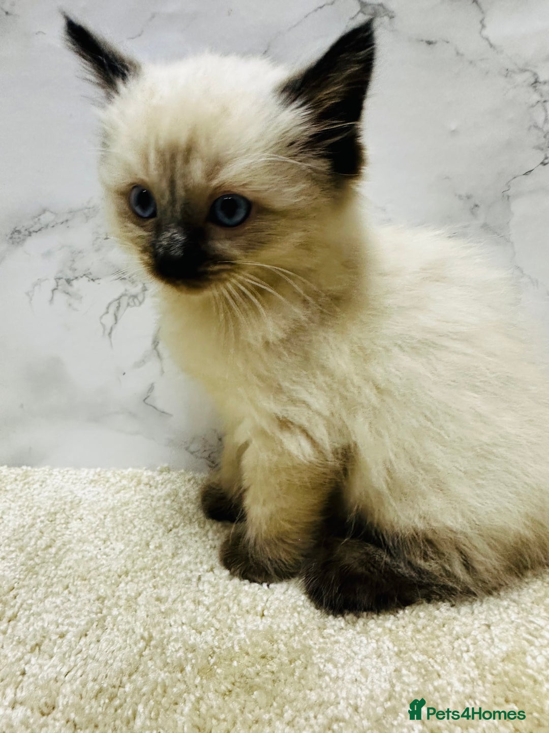 Ragdoll cats for sale: Pure Beautiful Ragdoll Kittens  - Advert 19