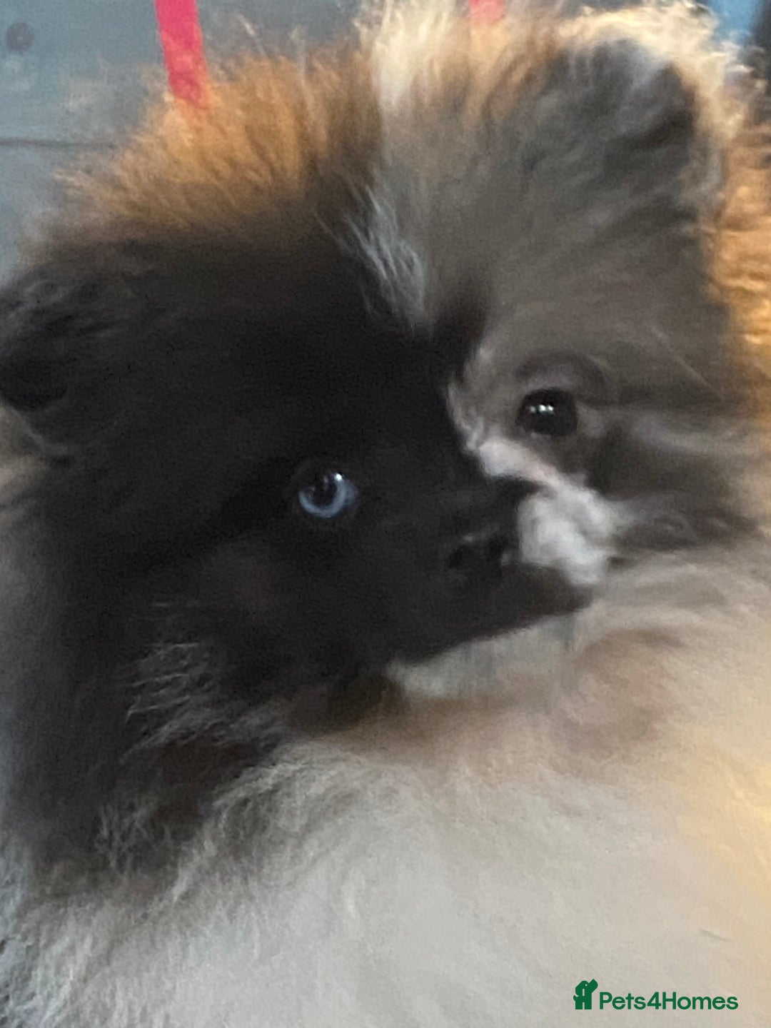 Pomeranian dogs for sale: Super cute sassy poms - Advert 29