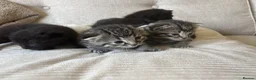 Bengal cats for sale: Stunning litter of kittens  - Advert 8