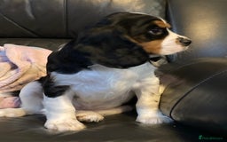 Cavalier King Charles Spaniel dogs for sale: Beautiful cavaliers  - Advert 11