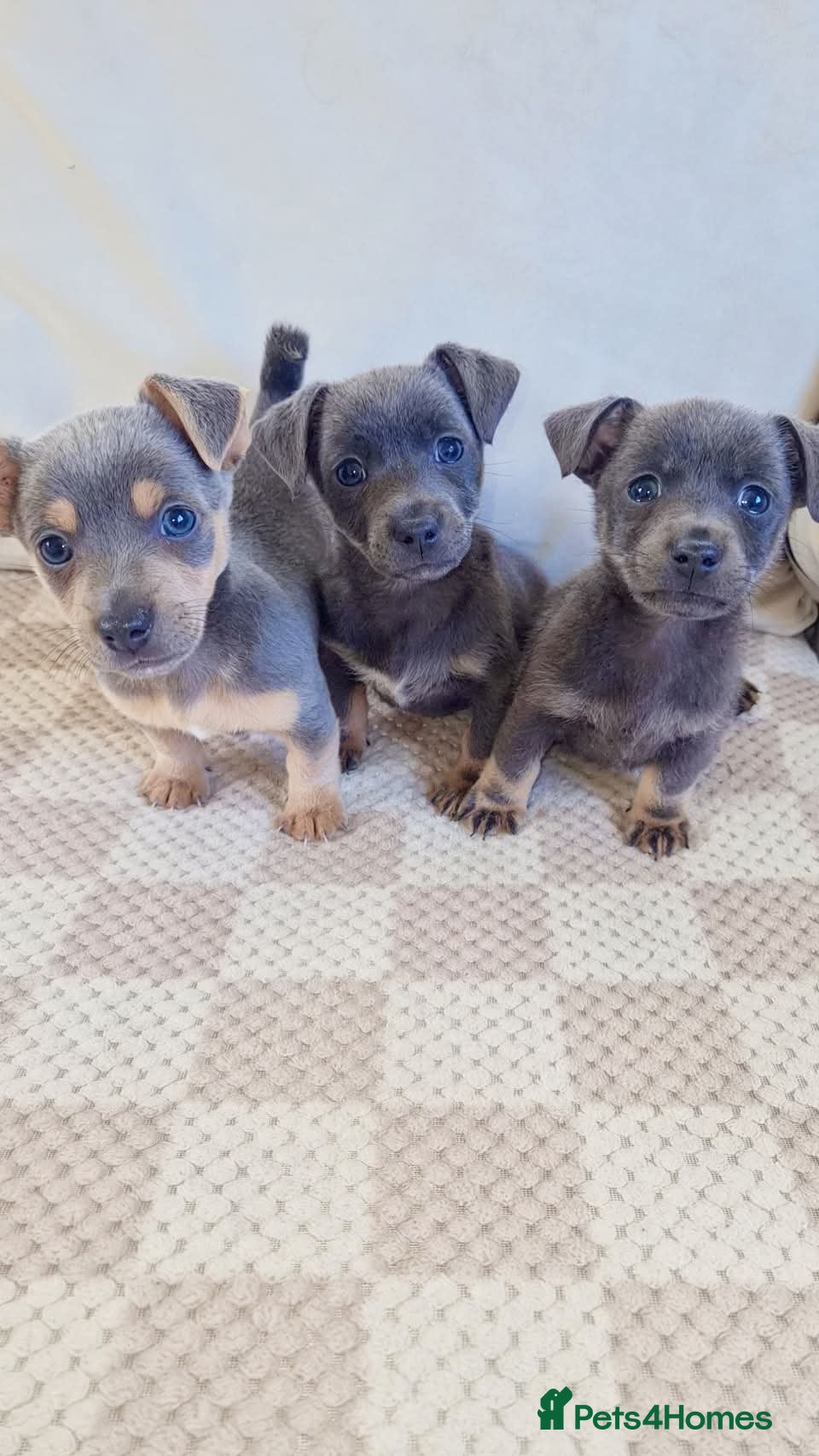 Jack Russell dogs Jack russell puppies silver blue lilacs - Advert 5