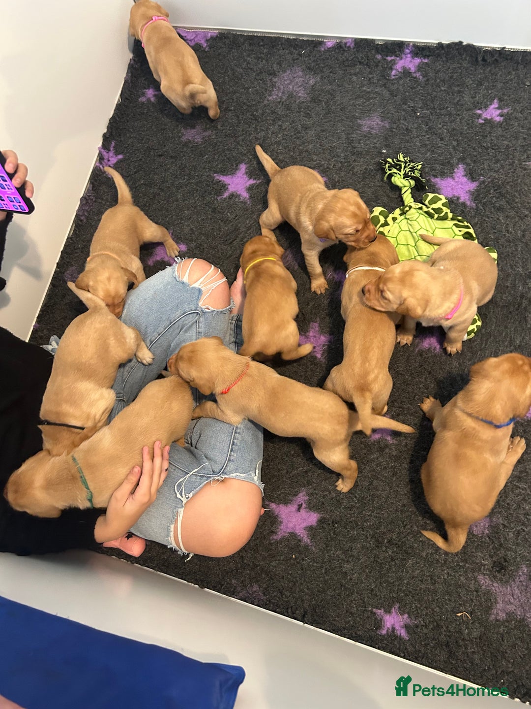 Labrador Retriever dogs for sale: Family/Working bred KC Labradors - Image 13