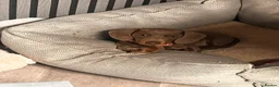 Miniature Dachshund dogs for sale:  Kc registered Miniature dachshund  - Advert 3