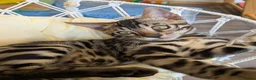 Bengal cats for sale: Last Charcoal Bengal boy kitten ready to leave  - Advert 6