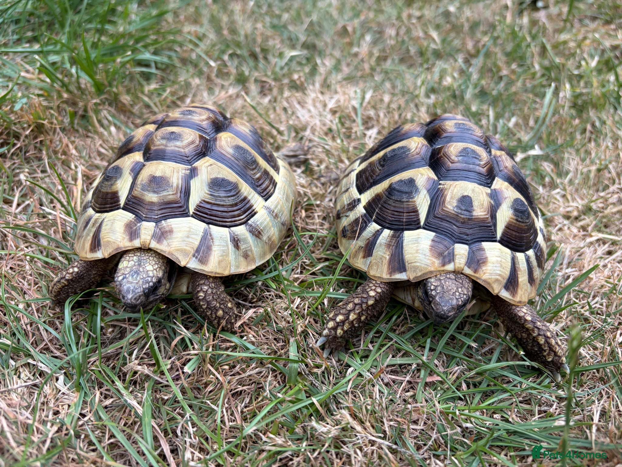 Hermann Tortoise reptiles 2 year old Herman Tortoise hatchlings - Advert 3