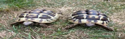 Hermann Tortoise reptiles for sale: 2 year old Herman Tortoise hatchlings - Advert 1