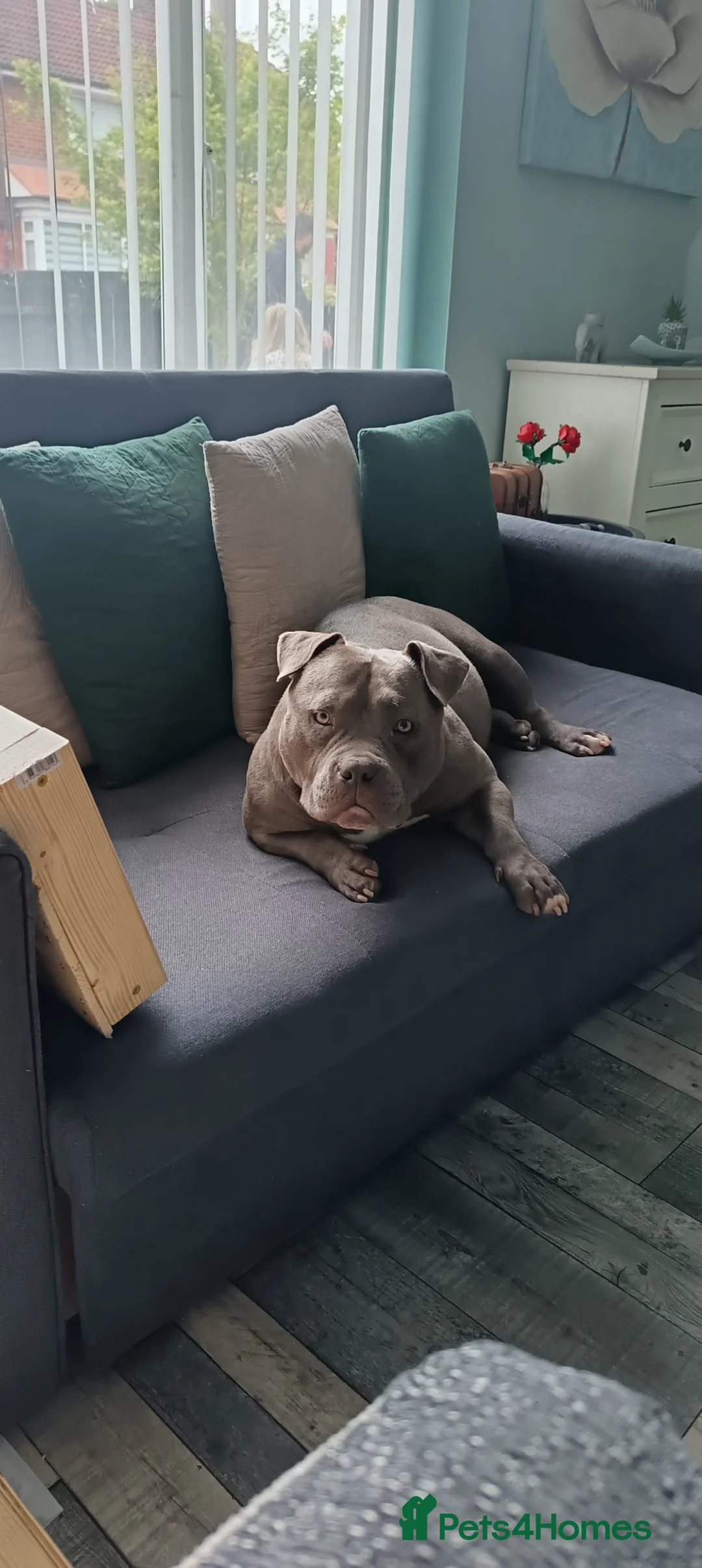 American Bully dogs for sale: American pocket bully's  - Advert 2