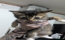 British Shorthair cats for sale: BEAUTIFUL TABBY KITTENS FOR SALE  - Advert 14