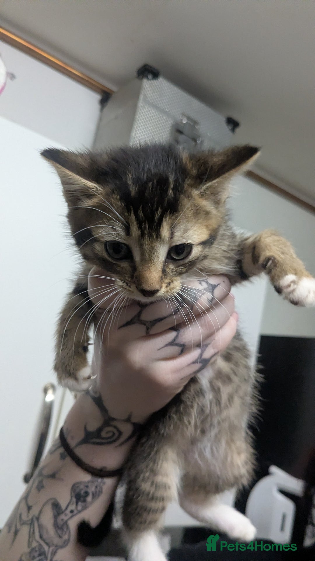 British Shorthair cats for sale: BEAUTIFUL TABBY KITTENS FOR SALE  - Advert 14