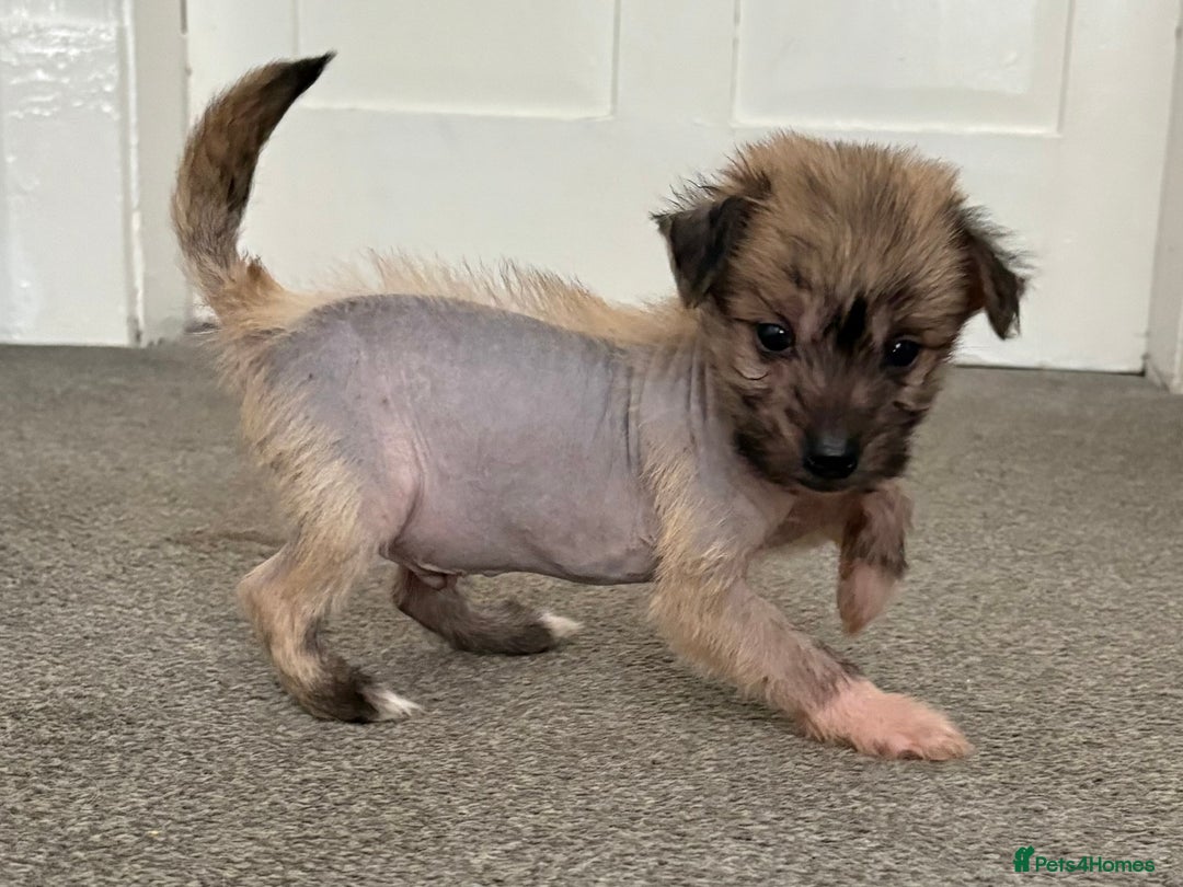 Chinese Crested dogs for sale: HHL Chinese Cresteds  - Image 14