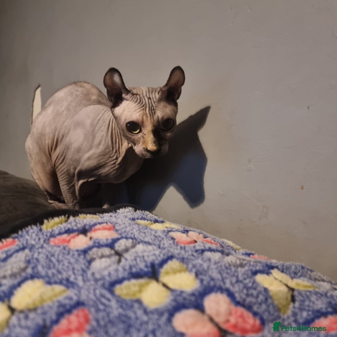 Sphynx cats for sale: SPHYN **   - Advert 2