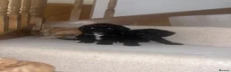 Cockapoo dogs for sale: F1 cockatoo puppies - Advert 6