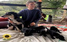 Mixed Breed dogs for sale: Outstanding sprollies pups for sale  - Image 5