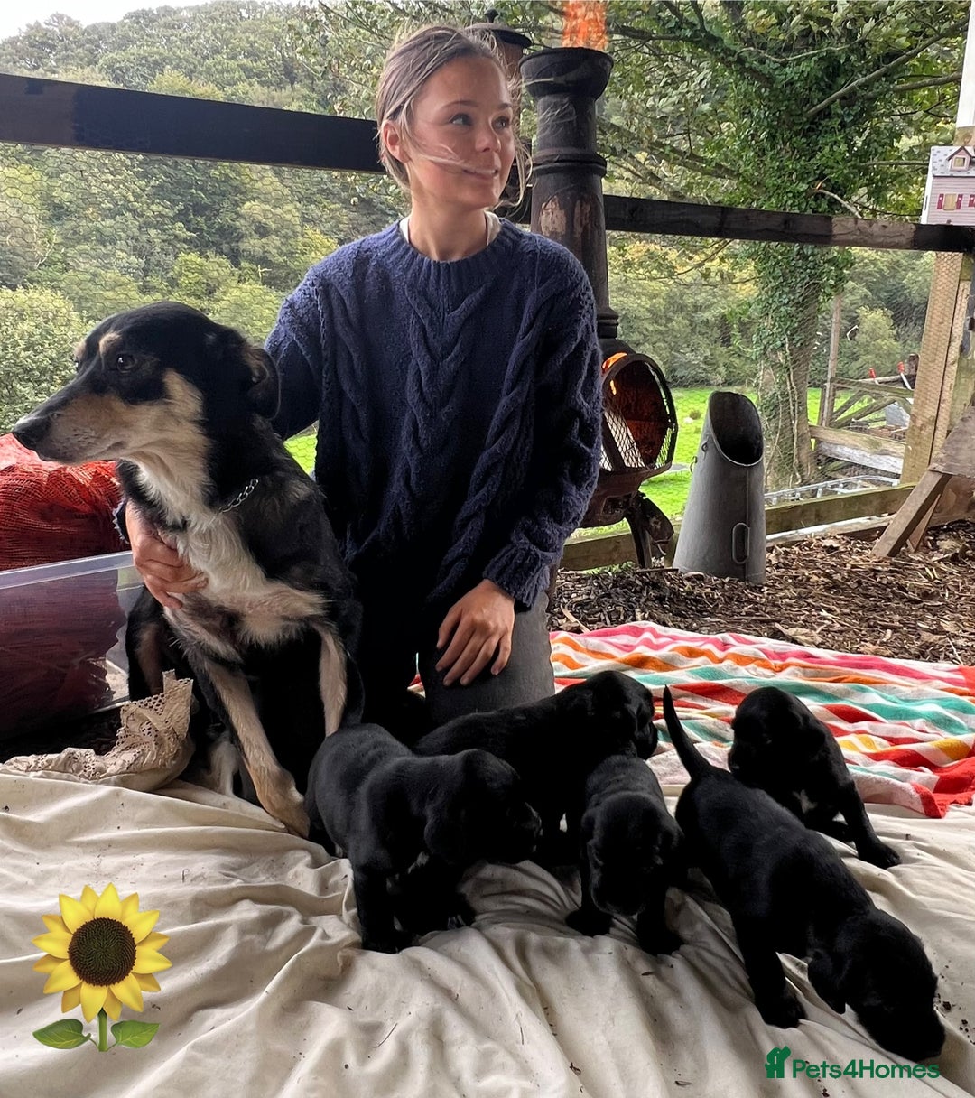 Mixed Breed dogs for sale: Outstanding sprollies pups for sale  - Image 5