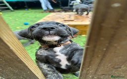Mixed Breed dogs for sale: Cane corso/Great Dane puppies for sale ✨✨ - Image 11