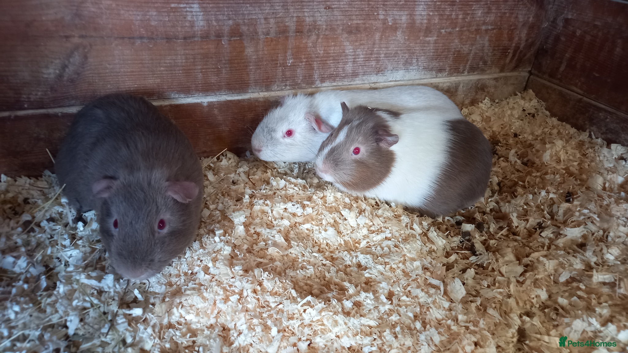 Guinea Pig rodents Baby Guinea Pigs for Sale - Advert 1