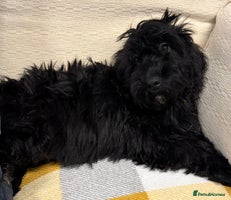 Cockapoo dogs - Advert 4