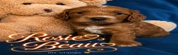 Cockapoo dogs for sale: Exceptional F1 Cockapoo Puppies in Leicester - Advert 15