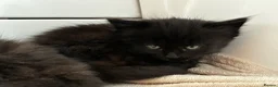 British Longhair cats for sale: Fluffy girl kittens  in Norwich - Advert 8