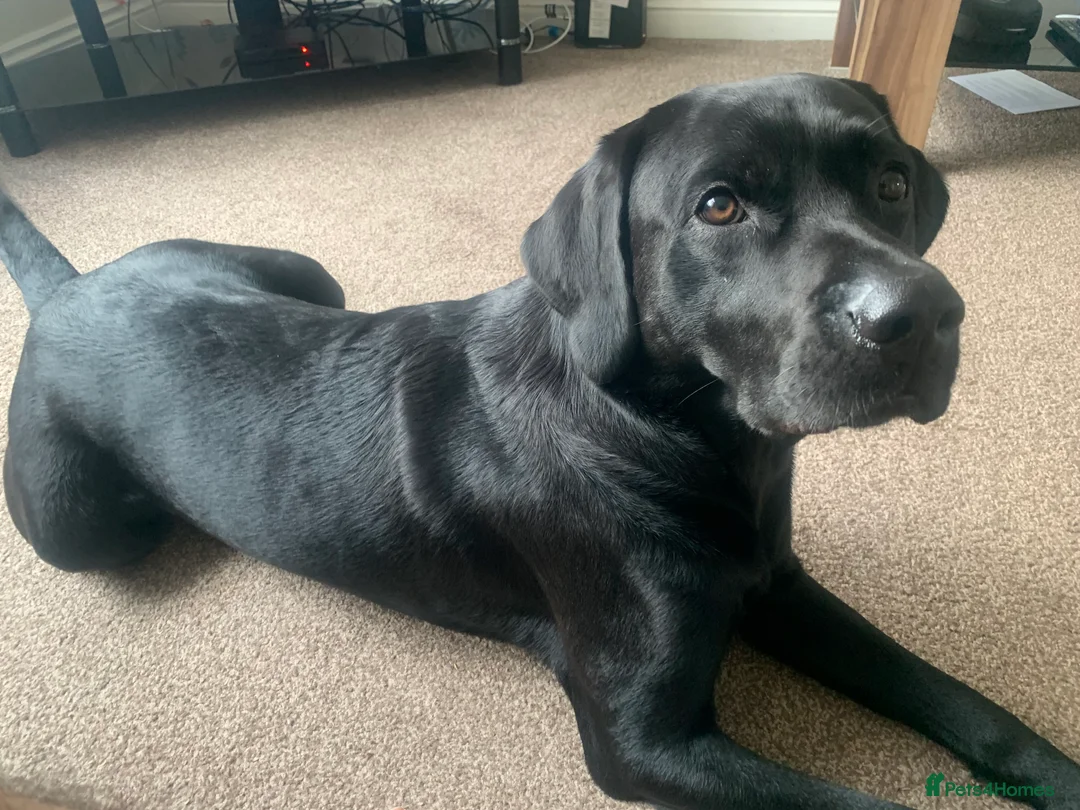 Labrador Retriever dogs for stud: Riley  in Leicester - Advert 4