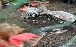 Chickens poultry for sale: 11 chickens for sale  - Image 6