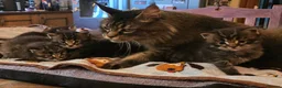 Maine Coon cats for sale: Big Strong Maine Coon Kittens - Advert 2