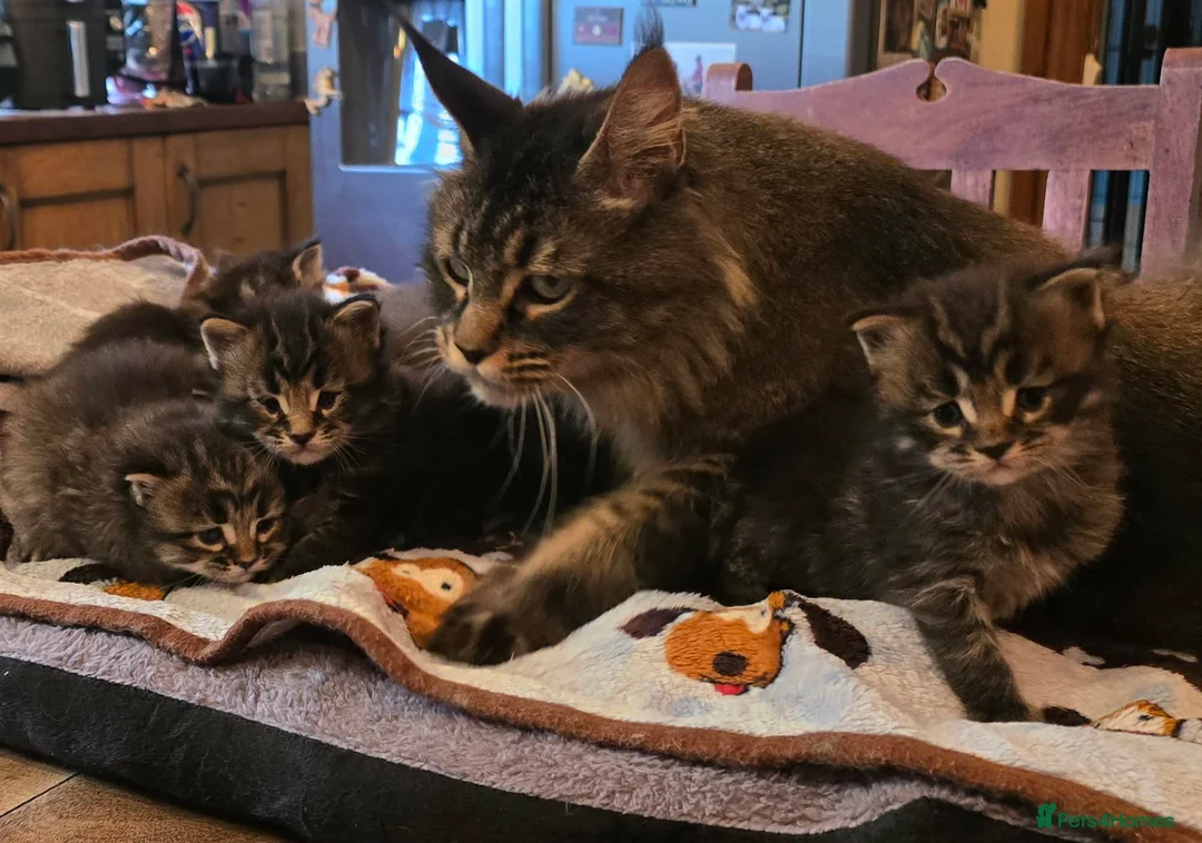 Maine Coon cats for sale: Big Strong Maine Coon Kittens - Advert 2