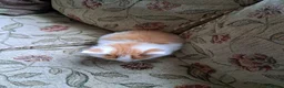 Mixed Breed cats for sale: 3 beautiful kittens  - Advert 10