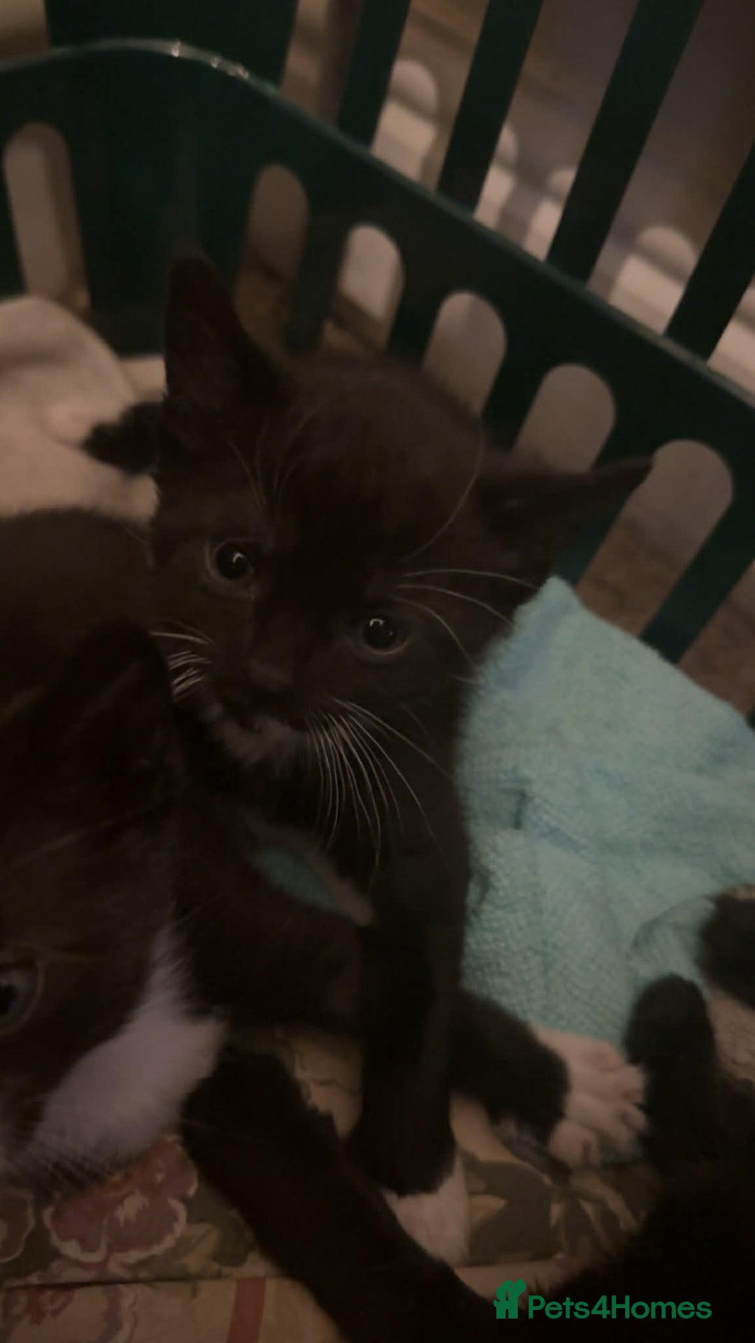 Domestic Shorthair cats for sale: 4 lovely kittens looking for forever home  - Advert 5