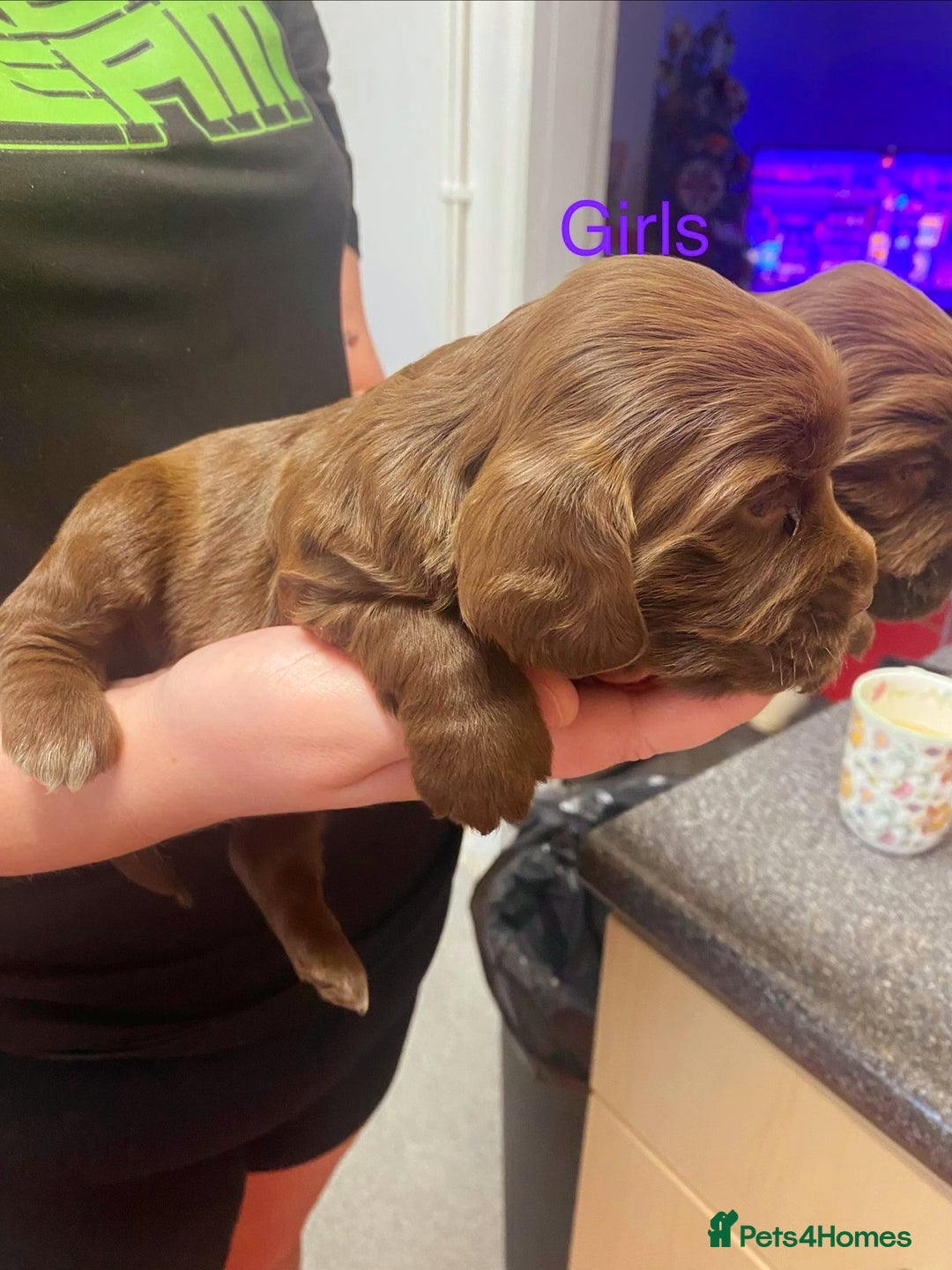 Cockapoo dogs for sale: Beautiful litter of 2 boys 2 girls - Advert 11