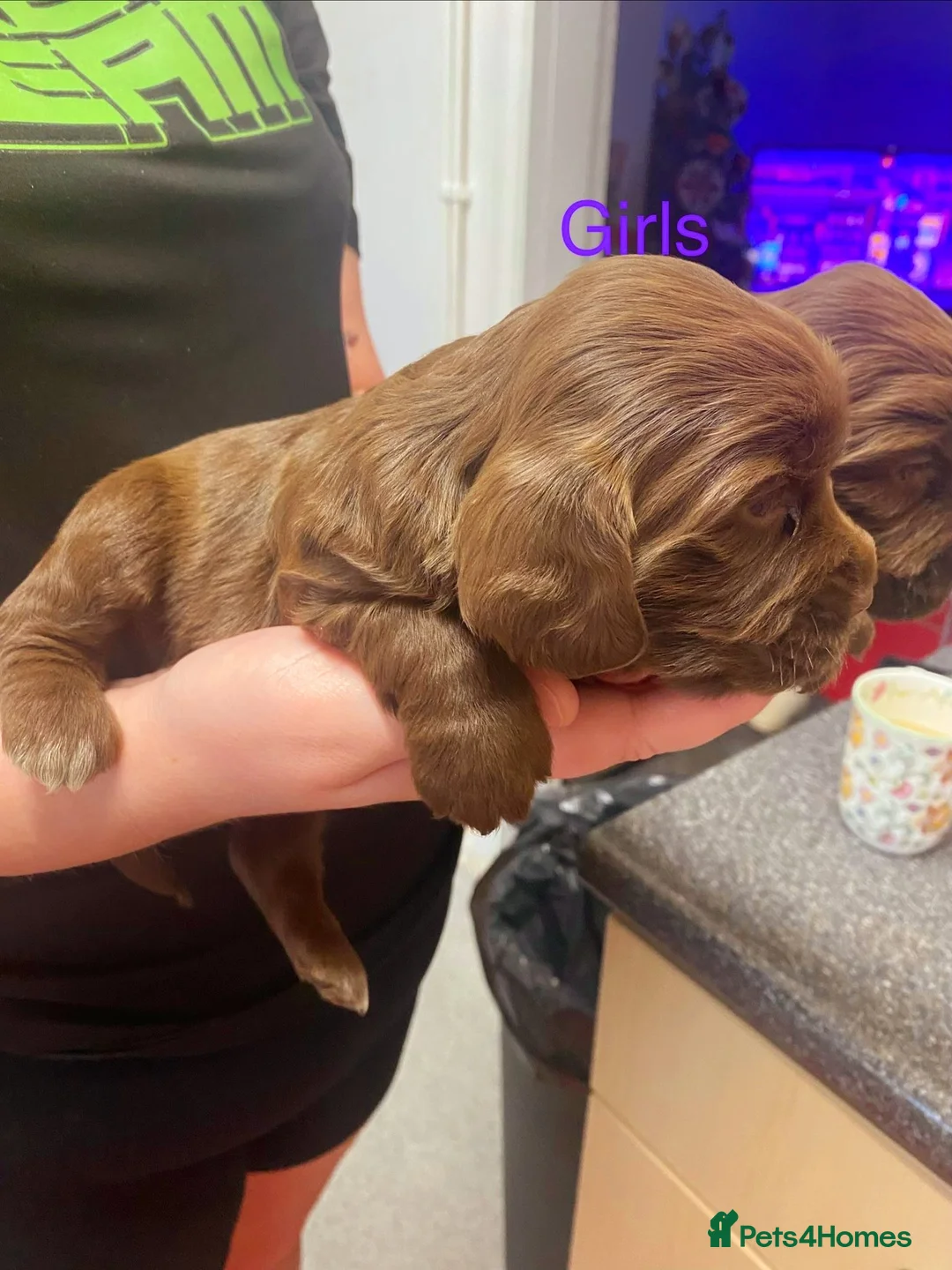 Cockapoo dogs for sale: (LAST BOY) Beautiful litter of 2 boys 2 girls - Advert 17