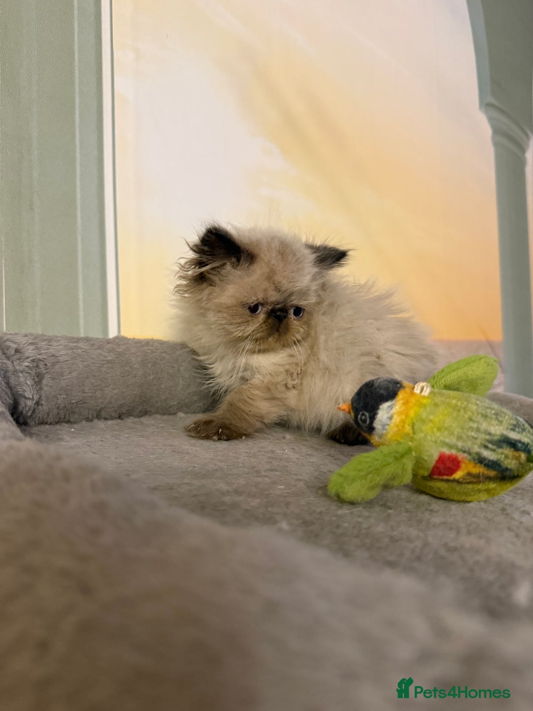 Persian cats for sale: Persians colour point  - Image 7