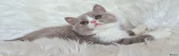 British Shorthair cats for sale: Stunning British shorthair kittens  - Advert 15