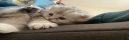 Scottish Fold cats for sale: Scottish Fold/Straight - Advert 8